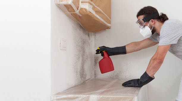 Professional Attic Mold Remediation technician working in Dunellen, NJ