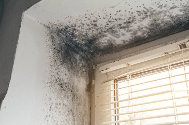 Affordable Attic Mold Remediation solutions in Dunellen, NJ