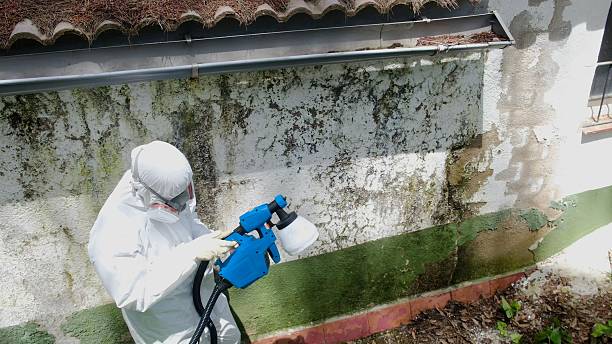 Top rated local Attic Mold Remediation specialists in Dunellen, NJ